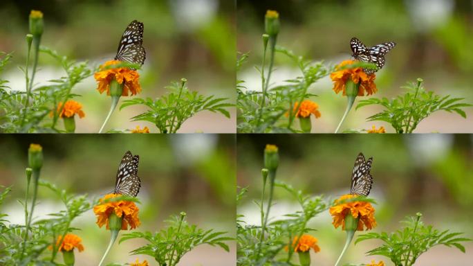 万寿菊花中的蝴蝶