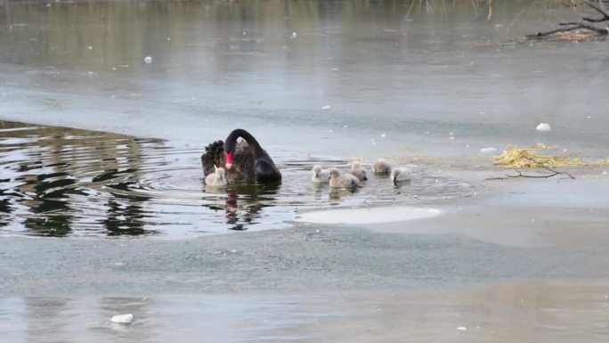 黑天鹅和新生天鹅在湖中游泳的视频