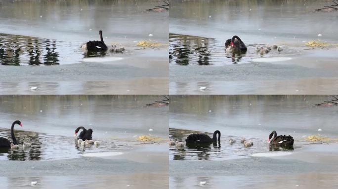 黑天鹅和新生天鹅在湖中游泳的视频