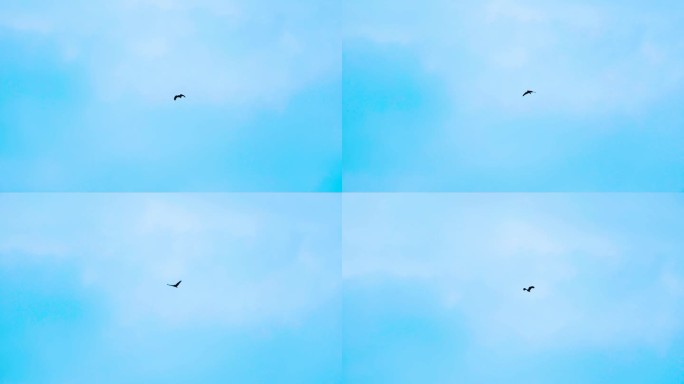 孤鸟在晴朗的蓝天中迎风飞翔