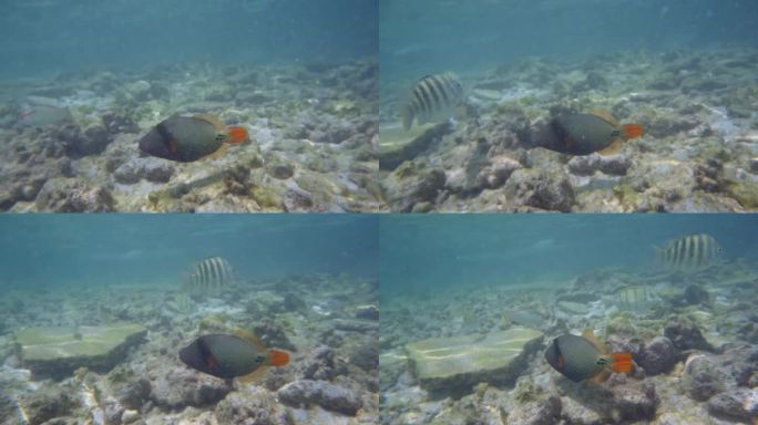 橙色条纹的扳机鱼在马尔代夫的海里游泳