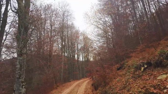 一辆越野车行驶在布满褐色落叶的山林乡间小路上