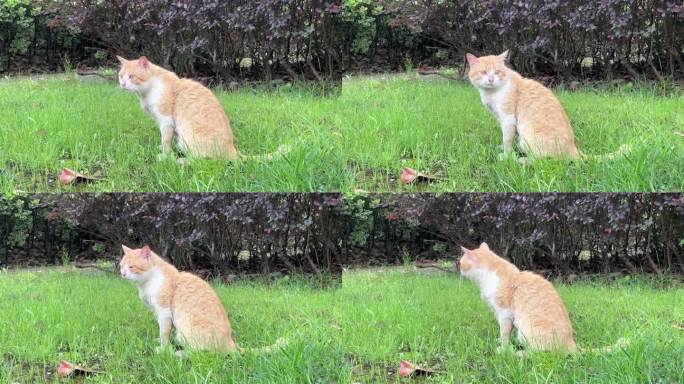 4K原创 草坪上的小奶猫