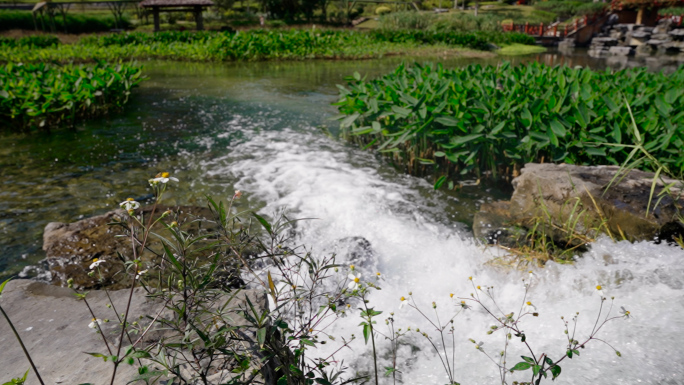 城市排水水沟污水治理草丛沼泽地 黑嗅水体