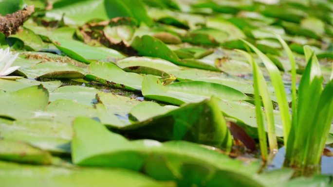 可爱的绿色小青蛙藏在绿色的大睡莲叶子里