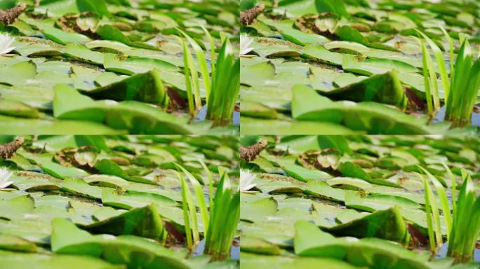 可爱的绿色小青蛙藏在绿色的大睡莲叶子里