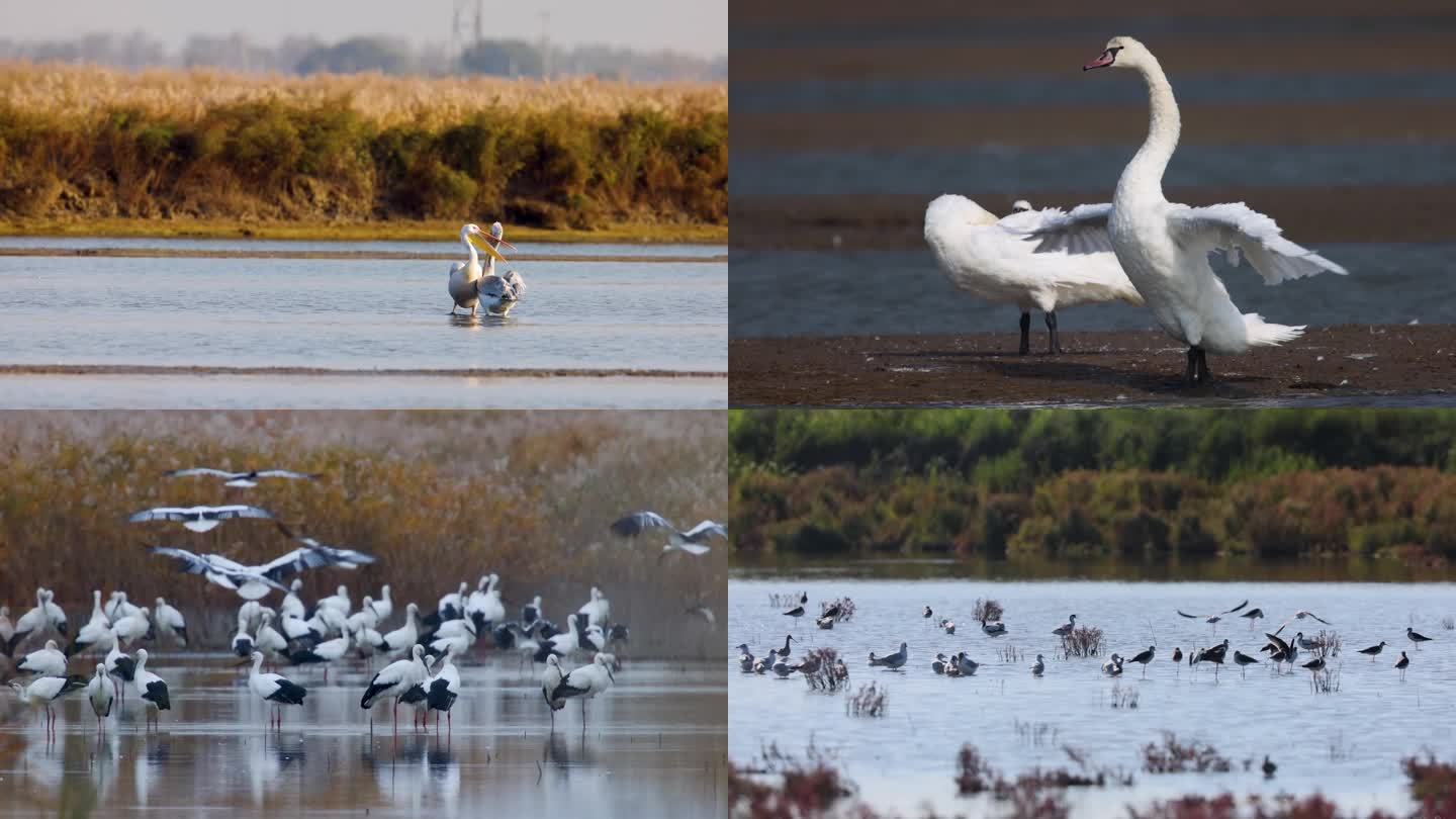 湿地鸟类航拍（写意）