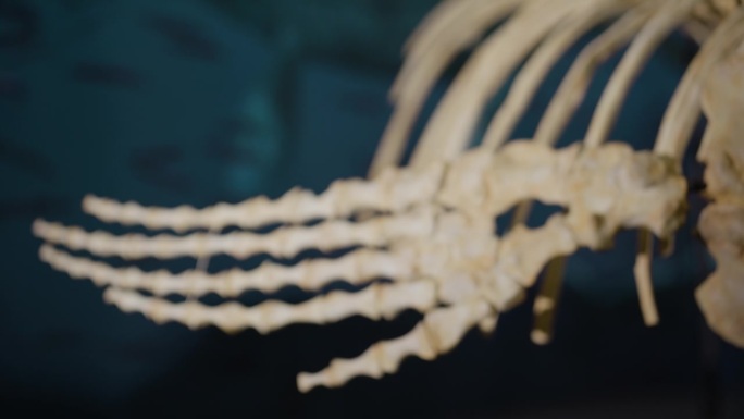展示架上的水生恐龙骨骼聚焦于鳍状肢