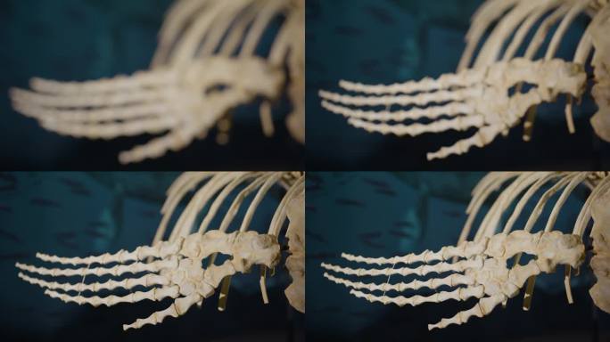 展示架上的水生恐龙骨骼聚焦于鳍状肢