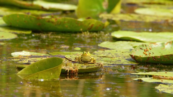 一只绿色的巴尔干青蛙静静地站在睡莲上看着镜头