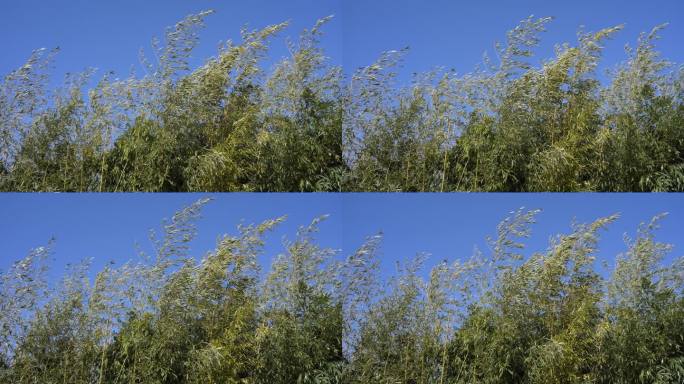 风中摇曳的竹林