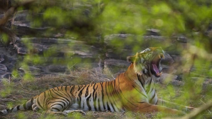 皇家孟加拉虎在印度中部森林放松