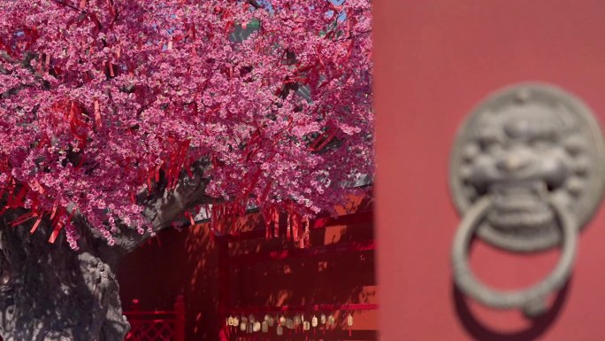 明清故宫建筑风格 紫禁城 桃花树相思树