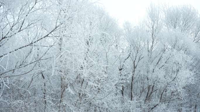 4k下雪哈尔滨雾凇美景唯美雪景树挂
