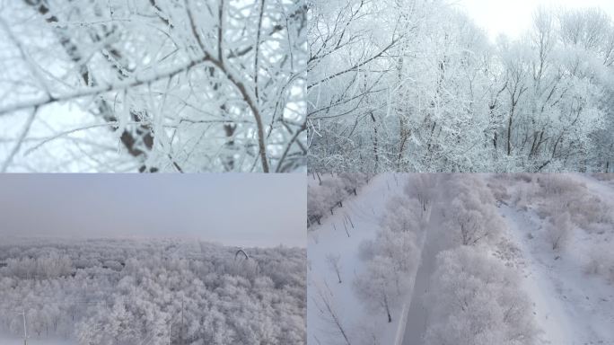 4k下雪哈尔滨雾凇美景唯美雪景树挂