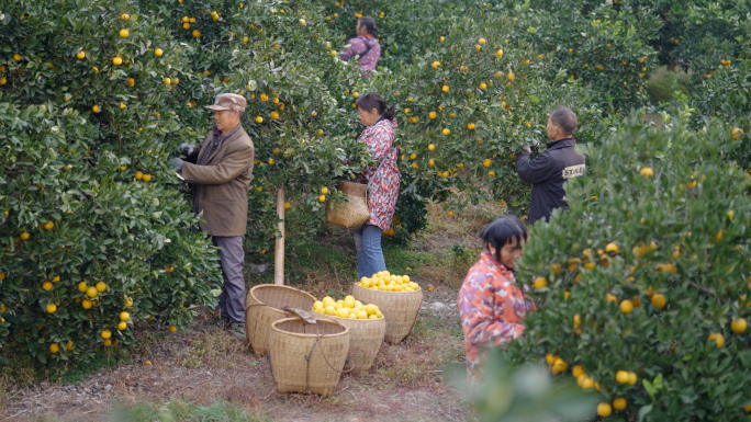 农民采摘橙子