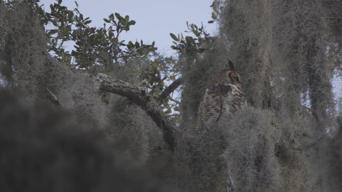大角猫头鹰坐在长满青苔的树上
