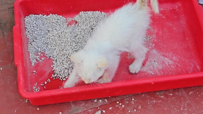 一只使用猫砂盆的小白猫。猫屎在猫砂盒里。