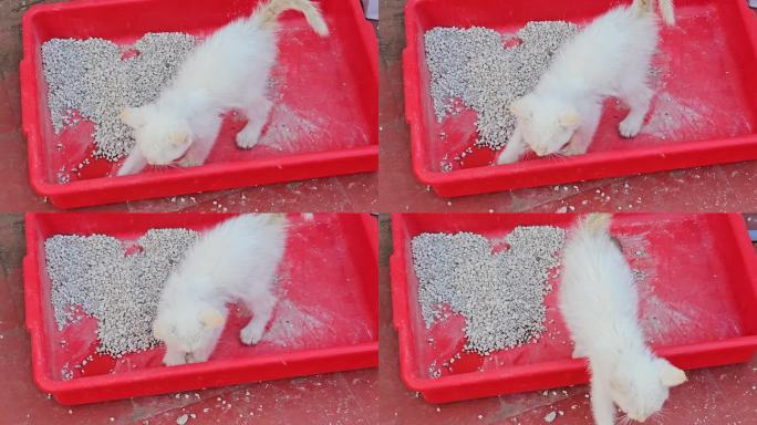 一只使用猫砂盆的小白猫。猫屎在猫砂盒里。