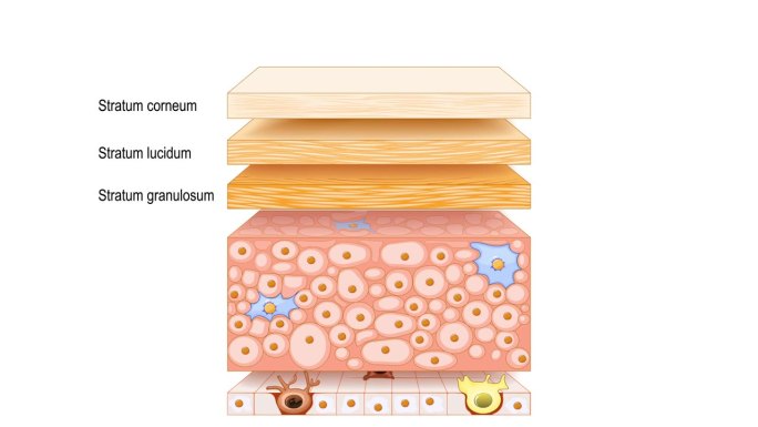 皮肤表皮结构