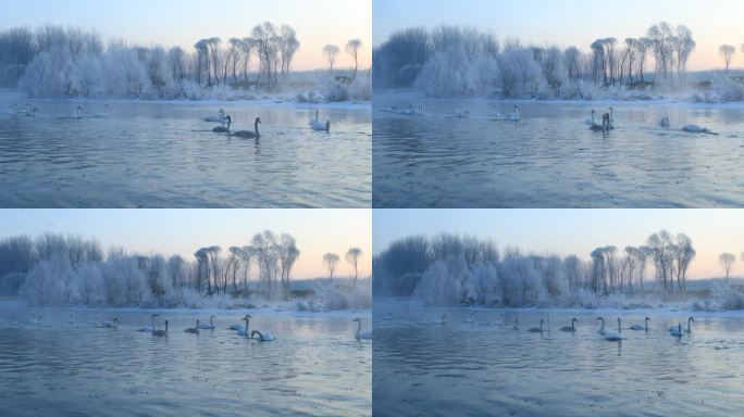 雾凇天鹅原始素材01