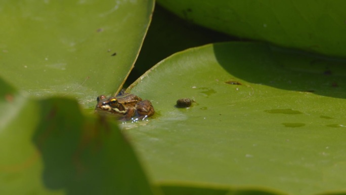 可爱的巴尔干青蛙栖息在一片巨大的绿色睡莲叶子上