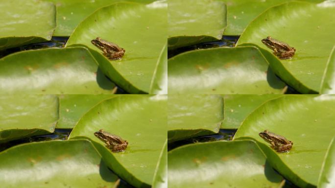 小小的巴尔干青蛙静静地坐在一片大睡莲叶子上，在水里跳来跳去