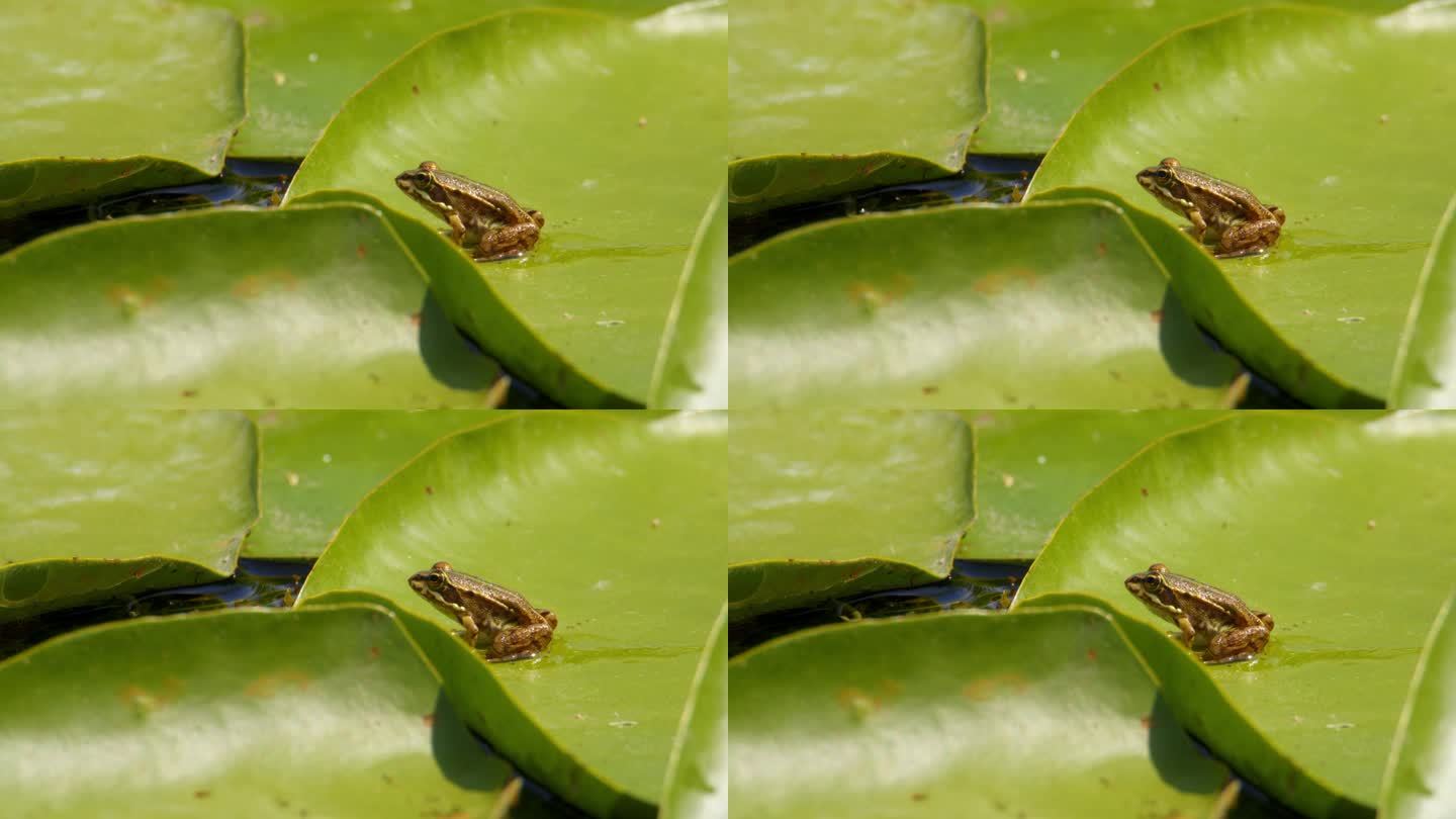 小小的巴尔干青蛙静静地坐在一片大睡莲叶子上，在水里跳来跳去