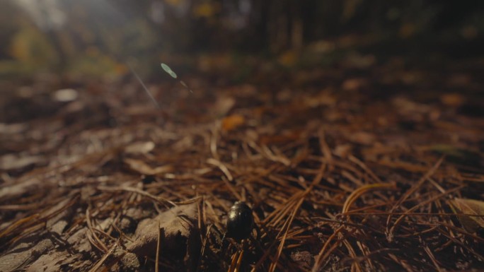 在森林地面上行走的甲虫