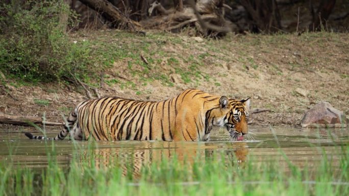 一只野生美丽的皇家孟加拉雌虎Panthera Tigris在印度森林的一个水池里游泳