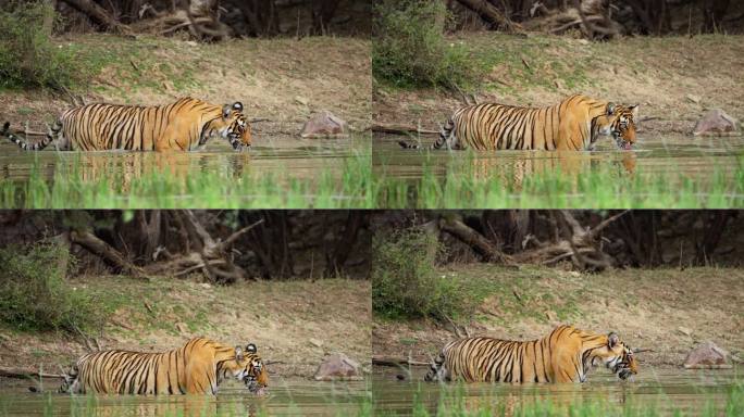 一只野生美丽的皇家孟加拉雌虎Panthera Tigris在印度森林的一个水池里游泳