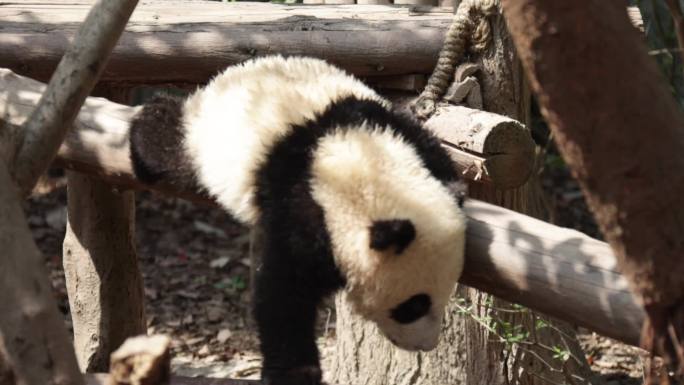大熊猫吃竹子熊猫宝宝打闹嬉戏