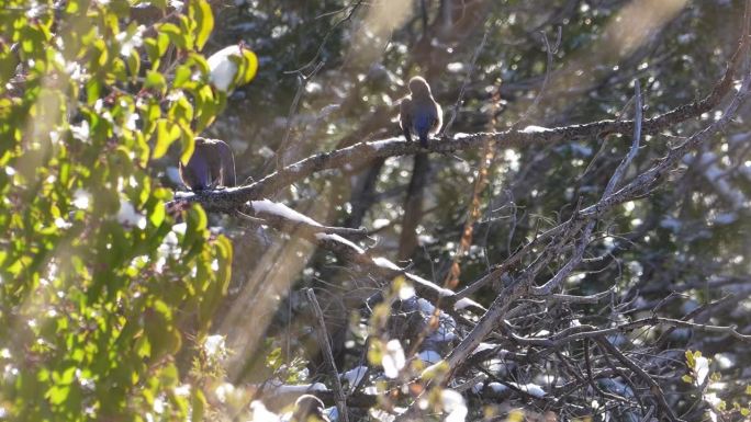冬季暴风雪后森林里的鸟儿