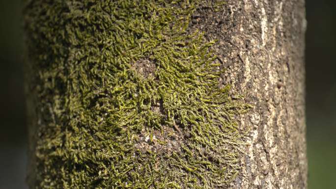 有苔藓的树干上跑动的小蚂蚁、蚂蚁上树