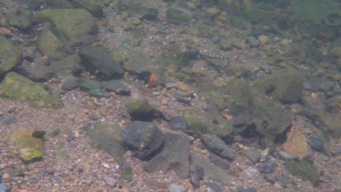 河边小溪河底海底水下世界流水岩石光影唯美