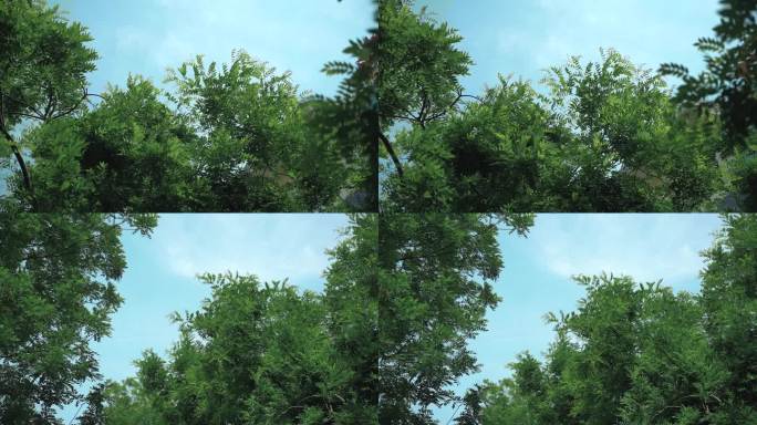 夏天风吹树动蓝天视频素材