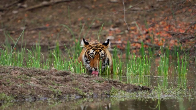 一只野生美丽的皇家孟加拉雌虎Panthera Tigris在印度森林的一个水池里游泳