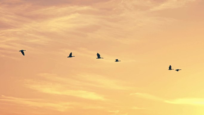 夕阳下的仙鹤大雁鸿雁之十四