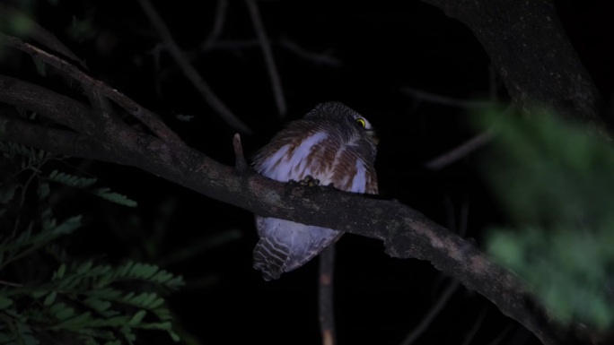 夜半时分，泰国的亚洲斑Owlet Glaucidium cuculoides在树上栖息，它回头看看自