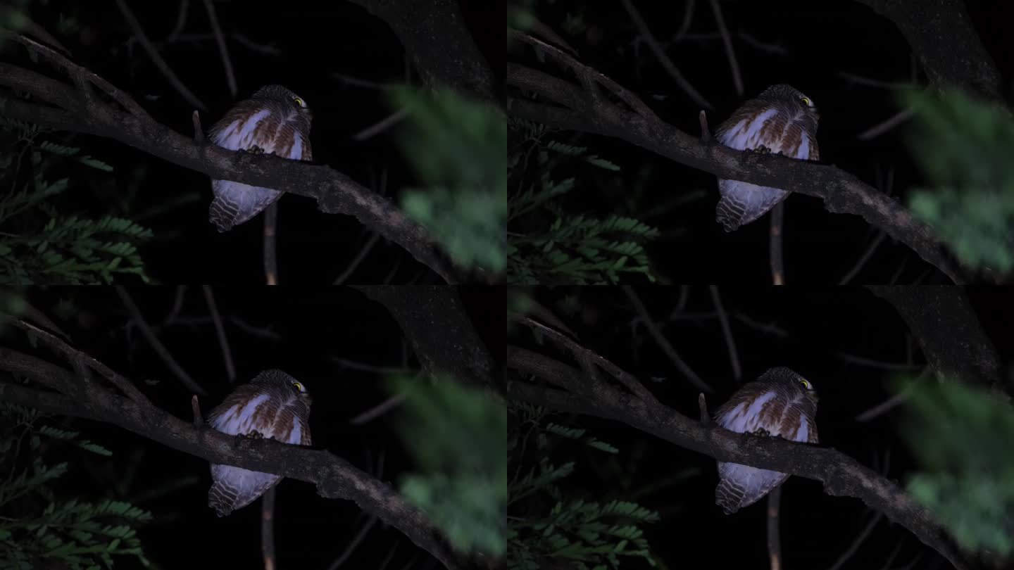 夜半时分，泰国的亚洲斑Owlet Glaucidium cuculoides在树上栖息，它回头看看自