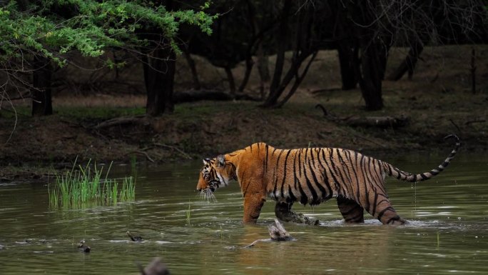 一只野生美丽的皇家孟加拉雌虎Panthera Tigris在印度森林的一个水池里游泳