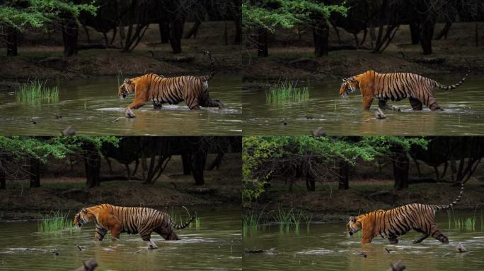 一只野生美丽的皇家孟加拉雌虎Panthera Tigris在印度森林的一个水池里游泳