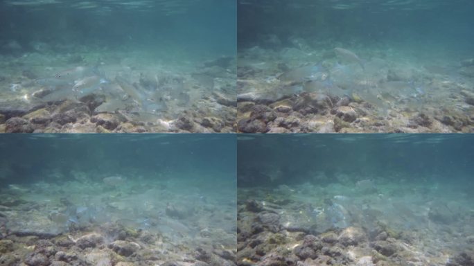 一群鱼在马尔代夫的海里游泳