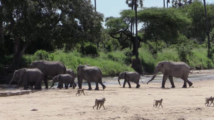 七头非洲象穿过半干的河床走向水源。其中有几名少年。一群狒狒在前景中穿越。