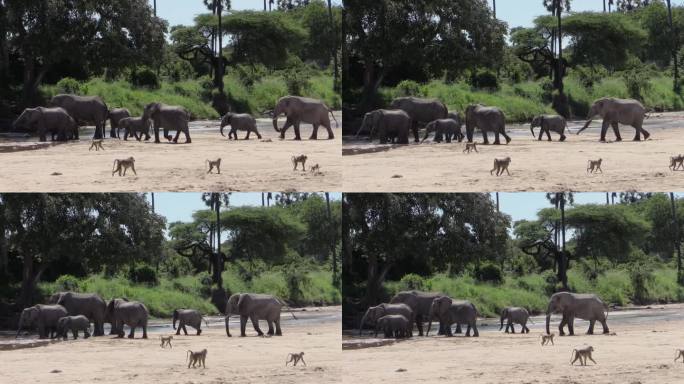 七头非洲象穿过半干的河床走向水源。其中有几名少年。一群狒狒在前景中穿越。