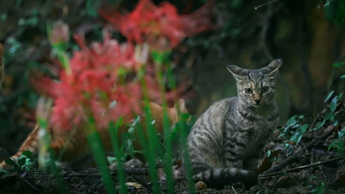 猫和彼岸花