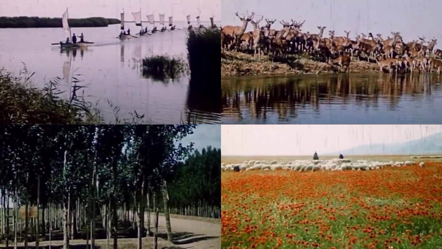 60年代 新疆水利水产畜牧与环境绿化