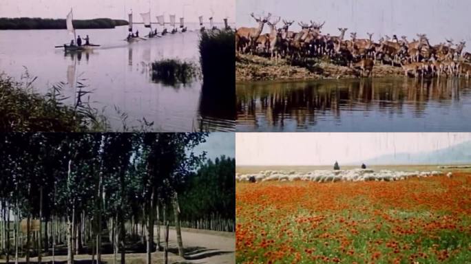 60年代 新疆水利水产畜牧与环境绿化