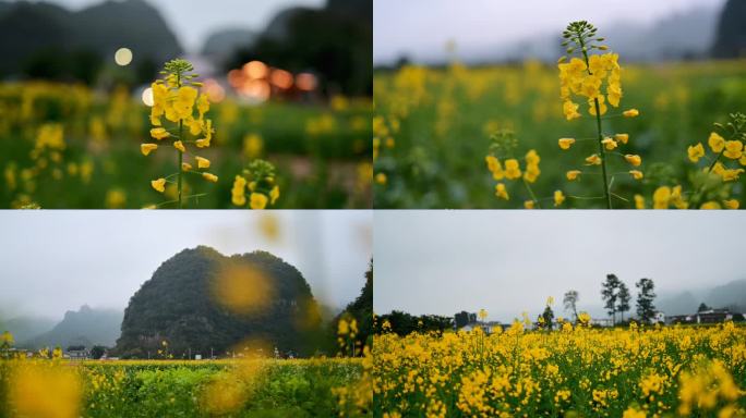 乡村新农村油菜花素材拍摄于兴义万峰林景区