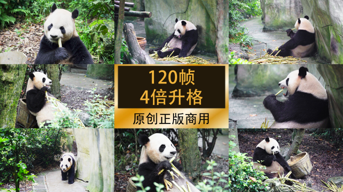 国宝大熊猫吃竹子升格慢放合集